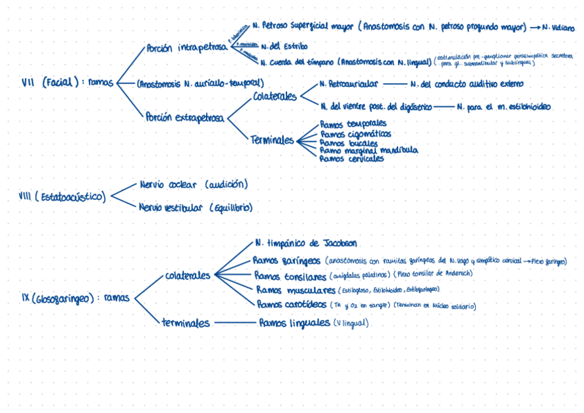 Miniatura del documento 2.-Ramas-Pares-Craneales.pdf