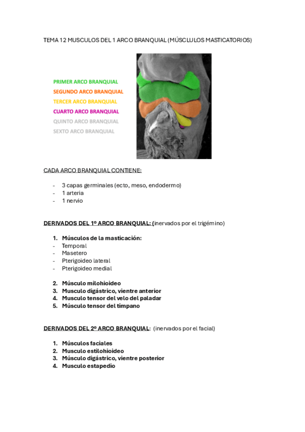 Miniatura del documento T.12-musculos-de-la-masticacion-temporal.pdf
