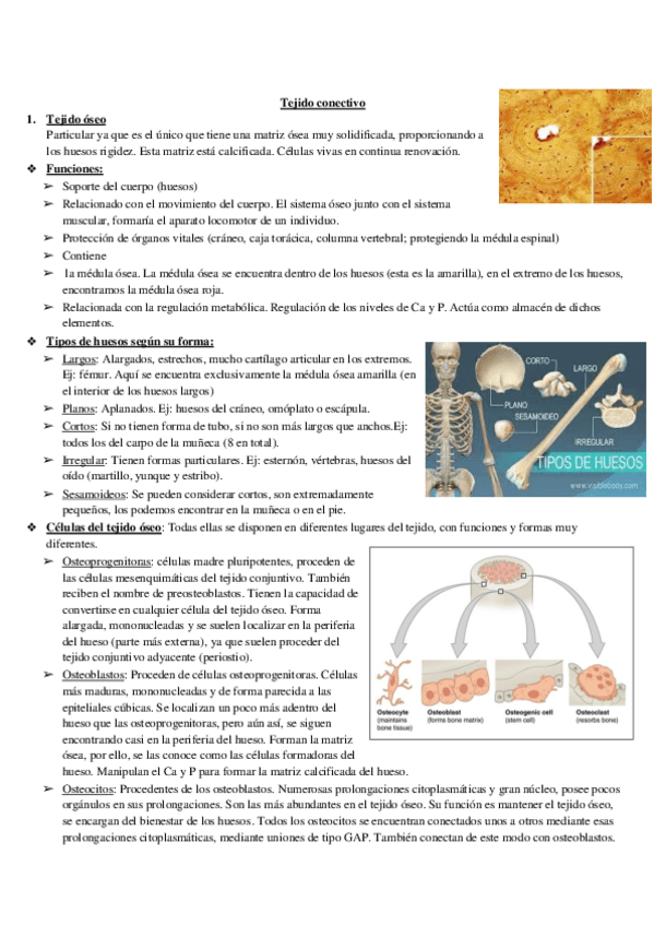 Miniatura del documento TEMA-6.-Tejido-oseo-y-sanguineo.pdf