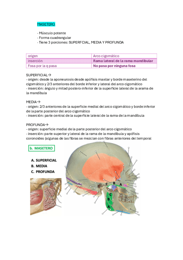 Miniatura del documento T.12-m.-de-la-masticacion-masetero.pdf