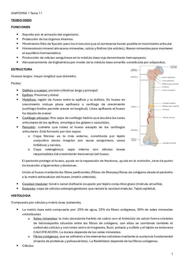 Miniatura del documento ANATOMIA-1-Tema-11.pdf