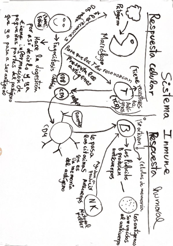 Miniatura del documento Fisiopatologia-EL-SISTEMA-INMUNE-RESPUESTA-CELULAR-Y-HUMORAL-RESUMEN.pdf