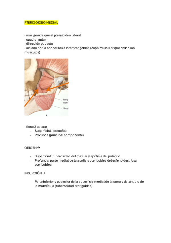 Miniatura del documento t.12-m.-de-la-masticacion-pterigoideo-medial.pdf