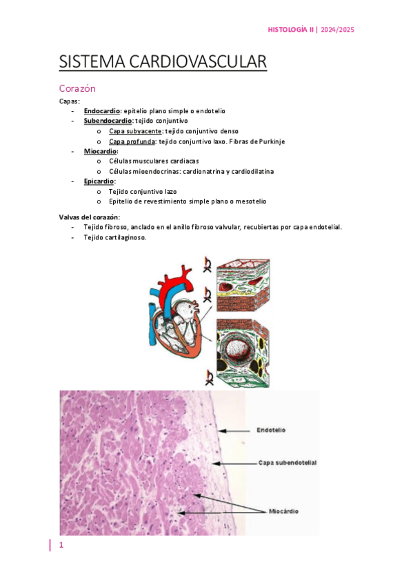 Miniatura del documento APUNTES-HISTOLOGiA-COMPLETO-piginas-2.pdf