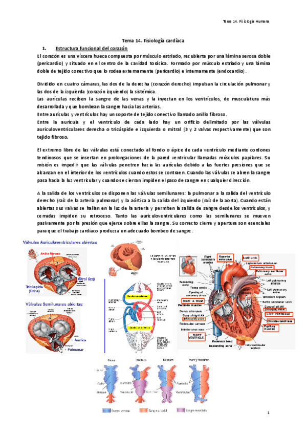 Miniatura del documento Tema-14.-Fisiologia-cardiaca.pdf