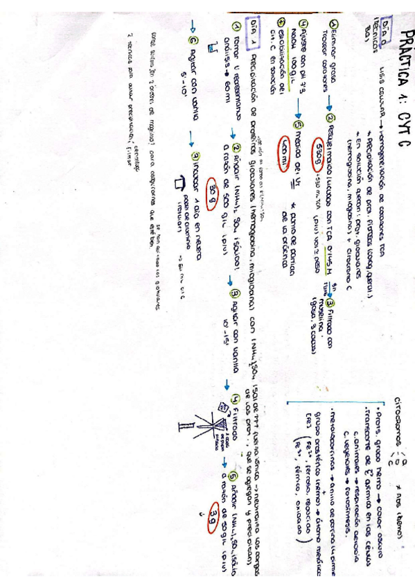 Miniatura del documento RESUMEN PRACTICAS BIOQUIMICA 1-3.pdf