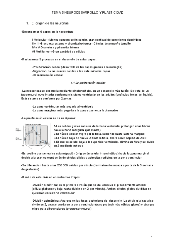 Miniatura del documento T6-Neurodesarrollo.pdf