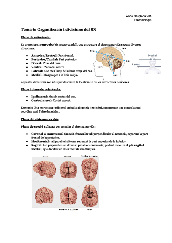 Miniatura del documento Tema-6Organitzacio-i-divisions-del-SN.pdf