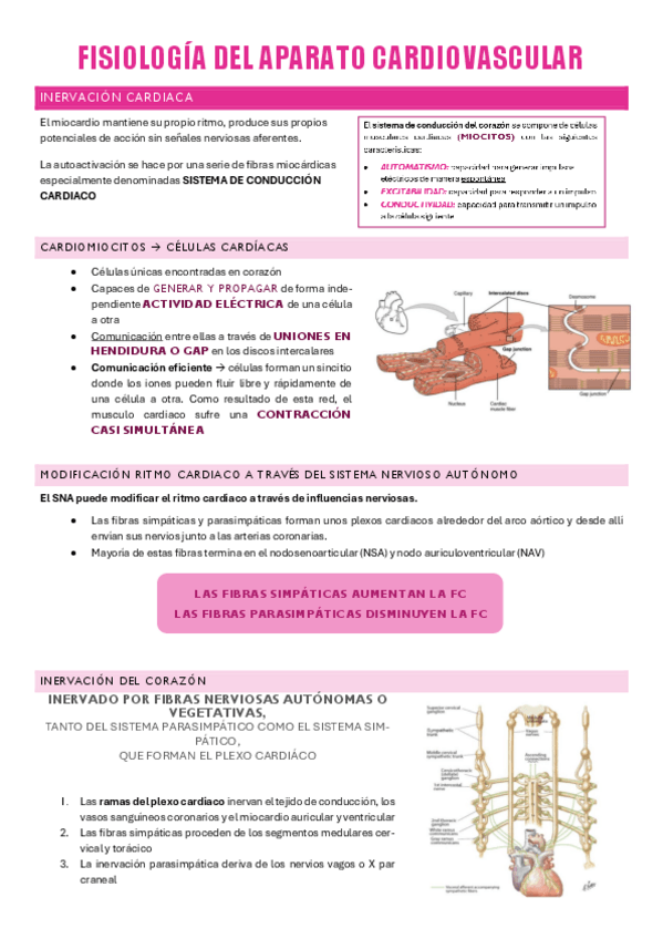 Miniatura del documento APARATO-CARDIOVASCULAR-P2.pdf