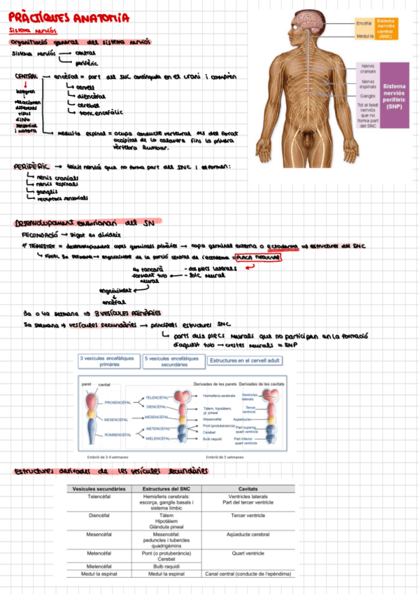 Miniatura del documento Practiques-Anatomia.pdf