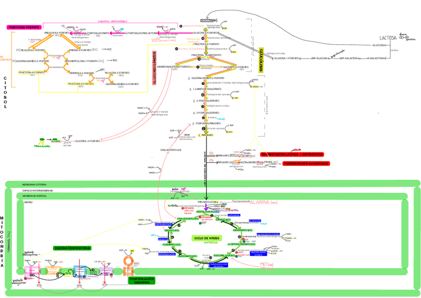 Miniatura del documento Mapa-general-metabolismo.pdf