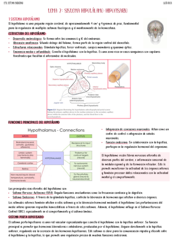 Miniatura del documento tema-2-endocrino.pdf