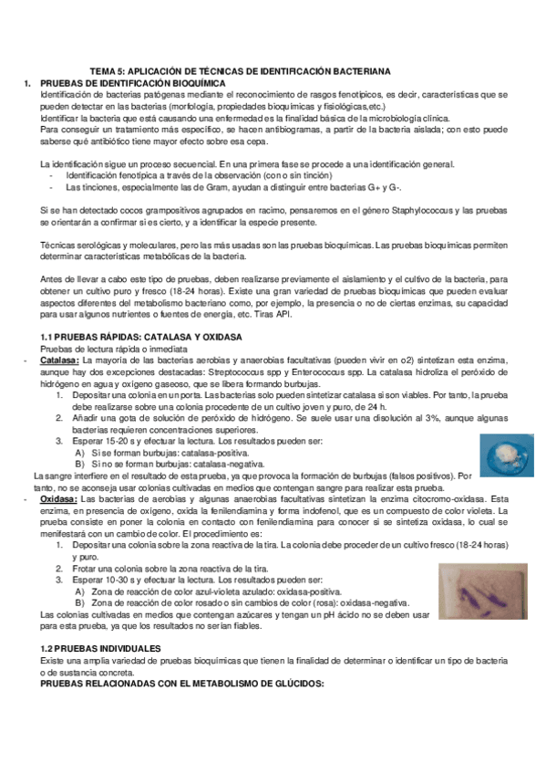 Miniatura del documento TEMA-5-APLICACION-DE-TECNICAS-DE-IDENTIFICACION-BACTERIANA.pdf