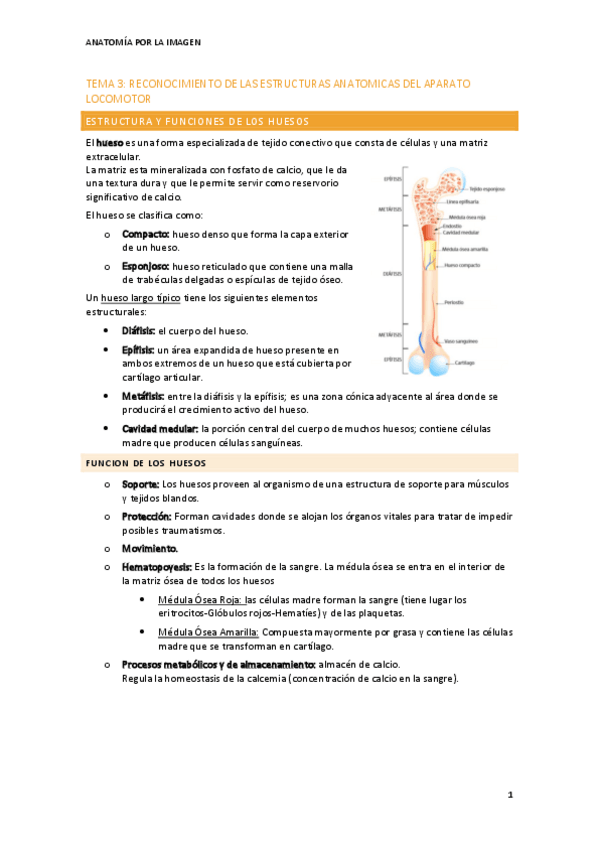 Miniatura del documento tema-3-reconocimiento-estructuras-anatomicas-del-aparato-locomotor.pdf