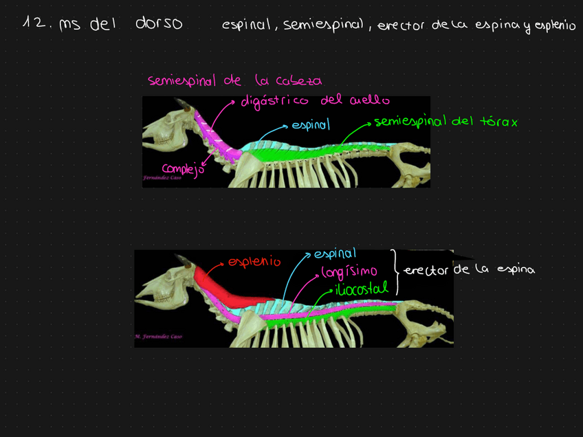 Miniatura del documento musculos-primer-parcial-teorico.pdf