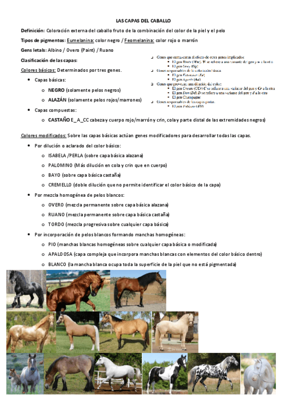 Miniatura del documento Capes-de-Cavalls.pdf