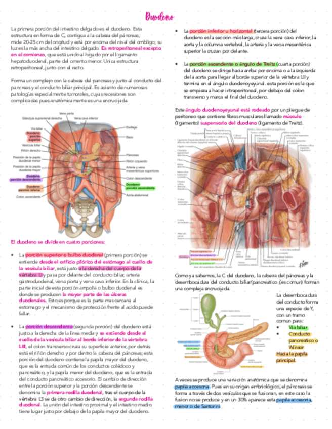 Miniatura del documento Clase-5.2-Y-6.1-Duodeno.pdf