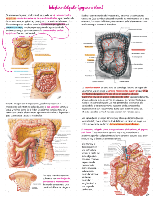 Miniatura del documento Clase-7.3-Y-8.1-Yeyuno-E-Ileon.pdf