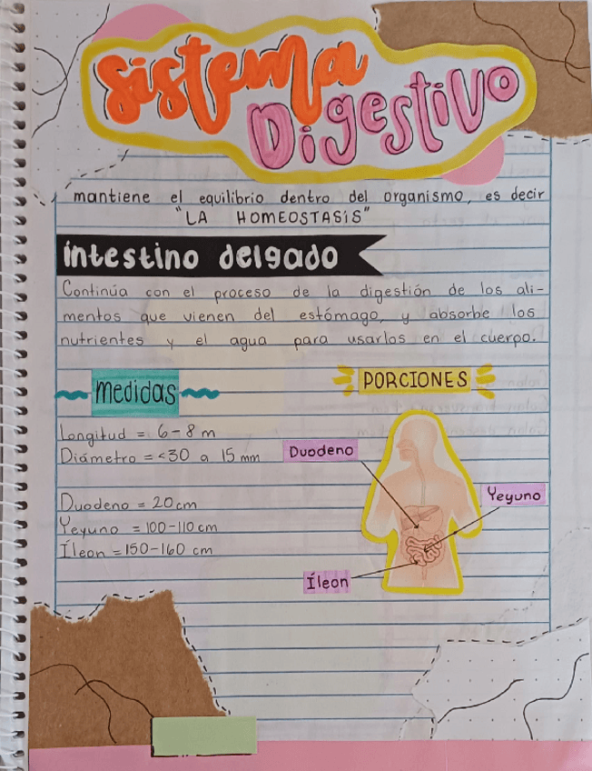 Miniatura del documento Sistema-Digestivo.pdf