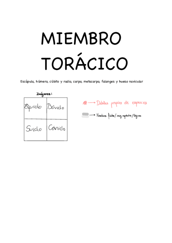 Miniatura del documento ANATOMIA-S1-osteologia-del-miembro-toracico-todas-las-especies.pdf