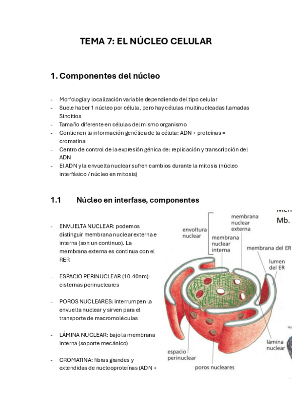Miniatura del documento TEMA-7-NUCLEO-CELULAR.pdf