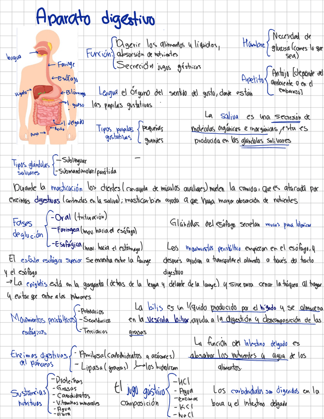 Miniatura del documento Aparato-digestivo.pdf