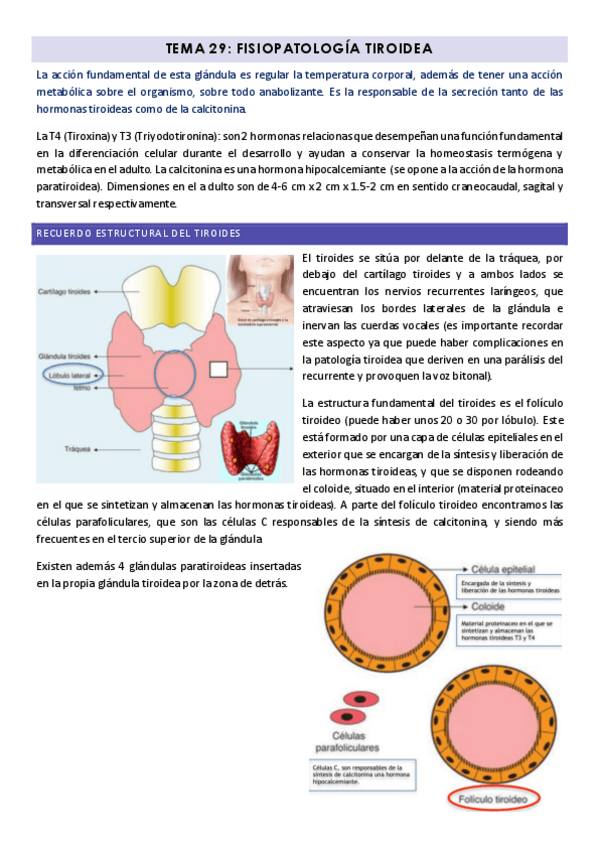 Miniatura del documento Tema-29-PG-fisiopatologia-tiroidea.pdf