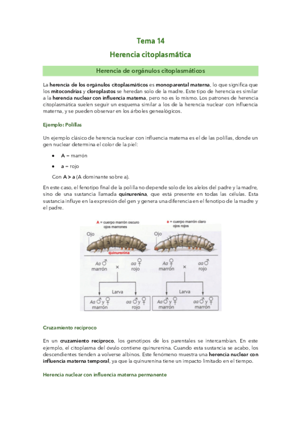 Miniatura del documento Tema 14: Herencia citoplasmática.pdf