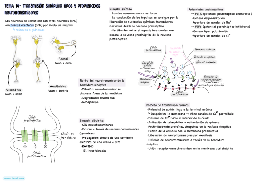 Miniatura del documento TEMA-14-TRANSMISION-SINAPTICA-TIPOS-Y-PROPIEDADES-NEUROTRANSMISORES.pdf