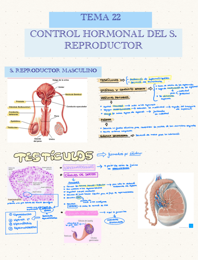 Miniatura del documento TEMA-22-S.-REPRODUCTOR-MASCULINO.pdf