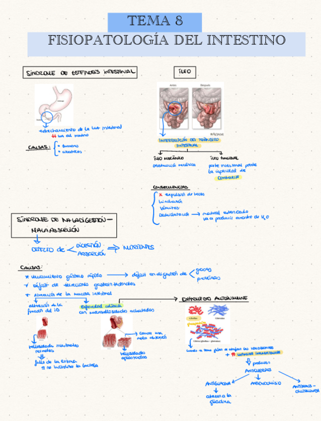 Miniatura del documento TEMA-8-Fisiopatologia-del-intestino.pdf
