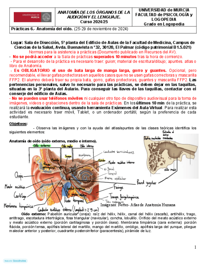 Miniatura del documento Practica-6-Anatomia.pdf