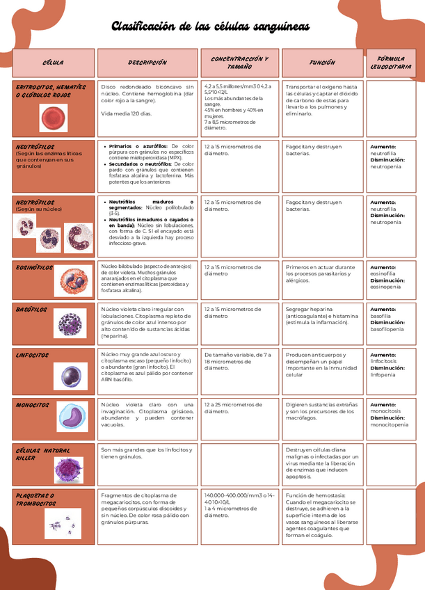 Miniatura del documento Clasificacion-celulas-sanguineas.pdf