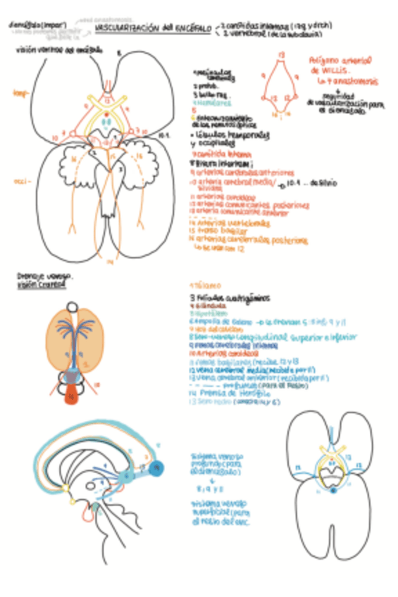 Miniatura del documento Vascularizacion-encefalo.pdf