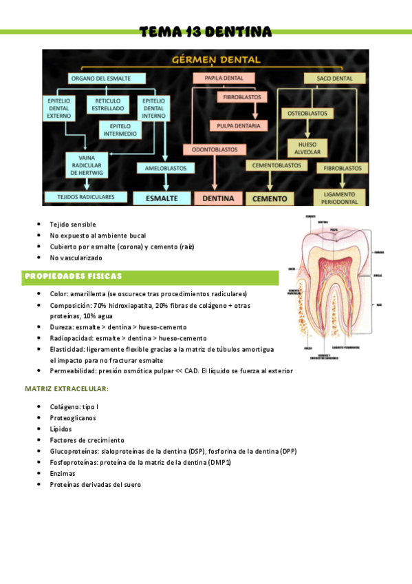 Miniatura del documento HISTOLOGIA-T13.pdf