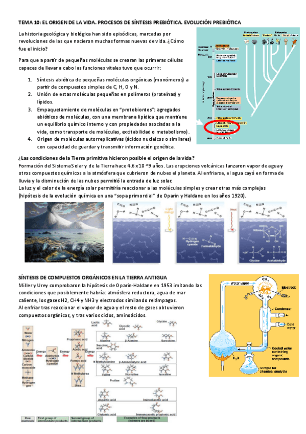 Miniatura del documento TEMA-10-EL-ORIGEN-DE-LA-VIDA.-PROCESOS-DE-SINTESIS-PREBIOTICA.-EVOLUCION-PREBIOTICA.pdf