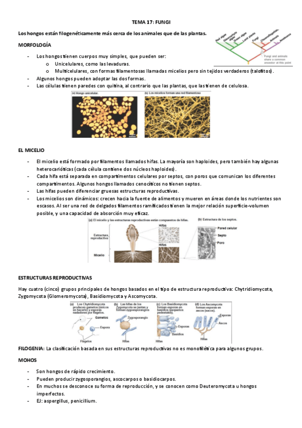 Miniatura del documento TEMA-17-FUNGI.pdf