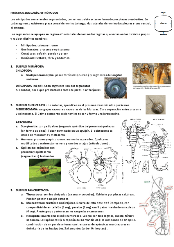 Miniatura del documento APUNTES-PRACTICA-ZOOLOGIA-ARTROPODOS.pdf
