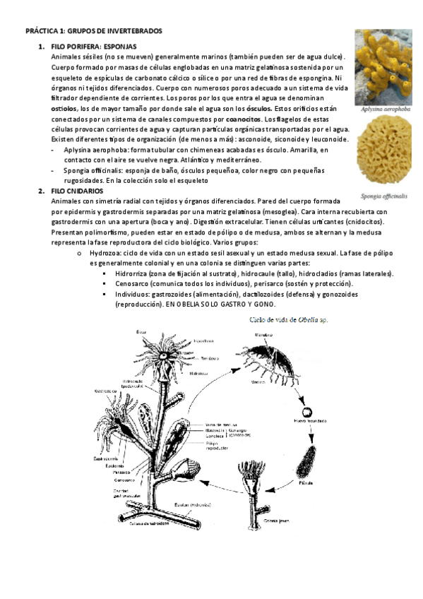 Miniatura del documento APUNTES-PRACTICA-ZOOLOGIA-INVERTEBRADOS.pdf