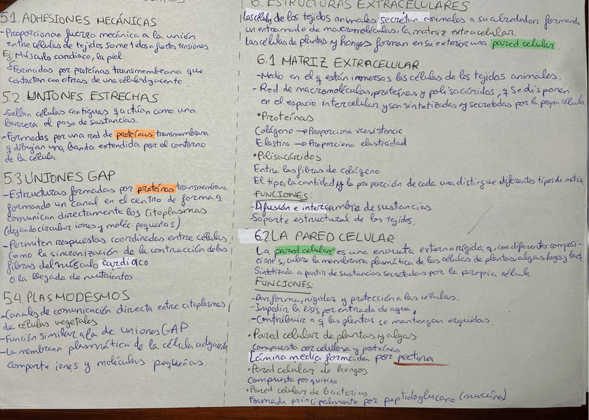 Miniatura del documento uniones-matriz-y-pared-celular-ESQUEMA.pdf