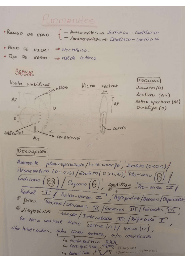 Miniatura del documento fosiles-ammonites.pdf