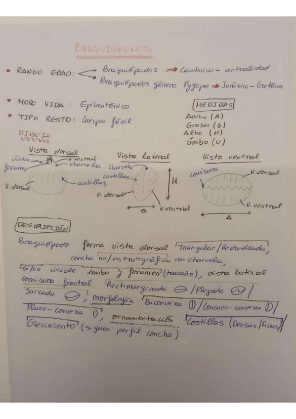 Miniatura del documento fosiles-braquiopodos.pdf