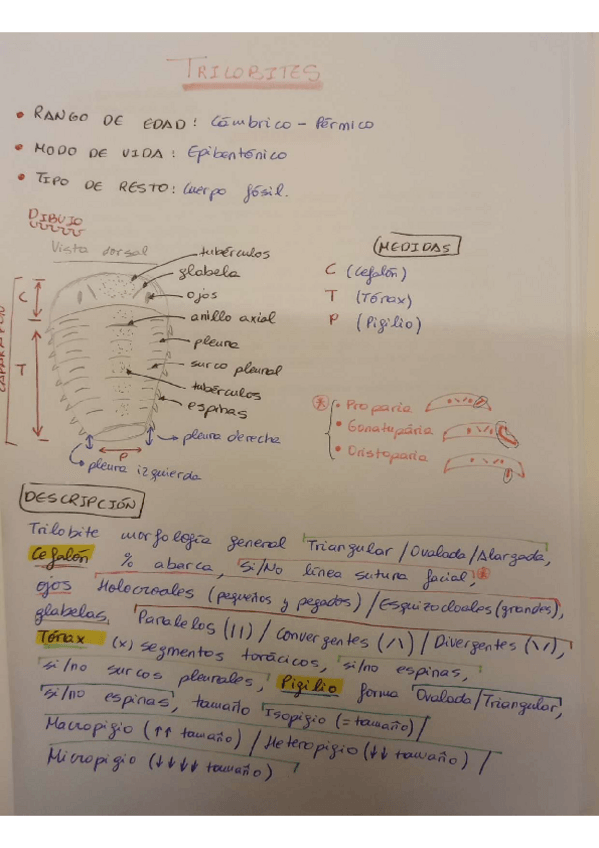 Miniatura del documento fosiles-tribolites.pdf