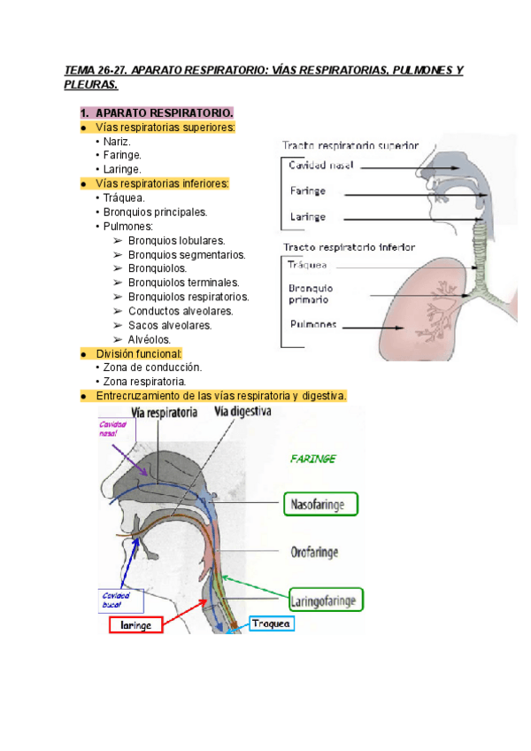 Miniatura del documento TEMA-26-27-ANATOMIA-IMP.pdf