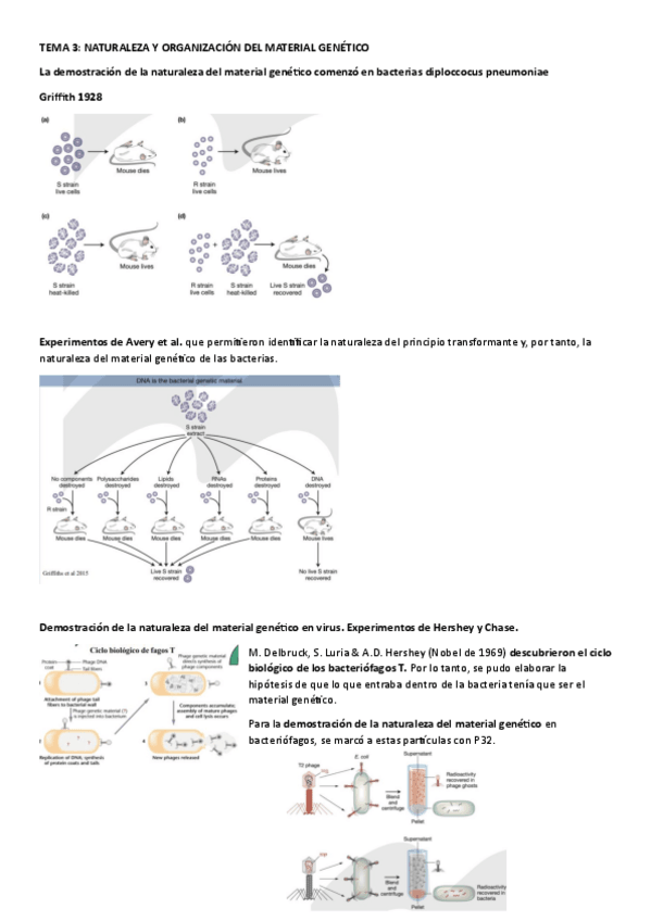 Miniatura del documento TEMA-3.-NATURALEZA-Y-ORGANIZACION-DEL-MATERIAL-GENETICO.pdf