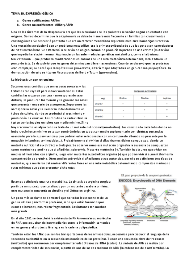 Miniatura del documento TEMA-10.-EXPRESION-GENICA.pdf