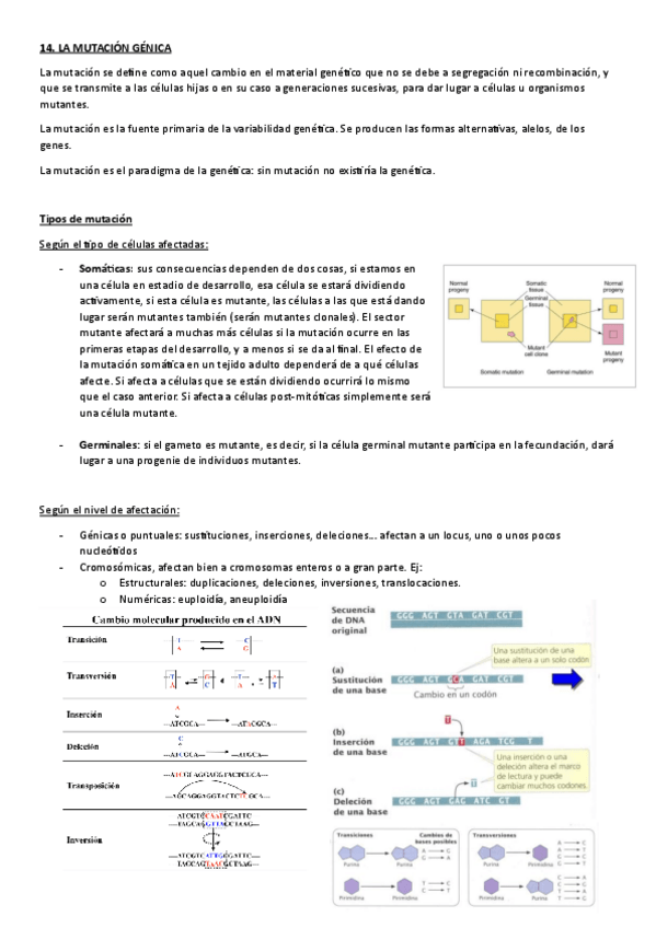 Miniatura del documento TEMA-14.-MUTACION-GENICA.pdf