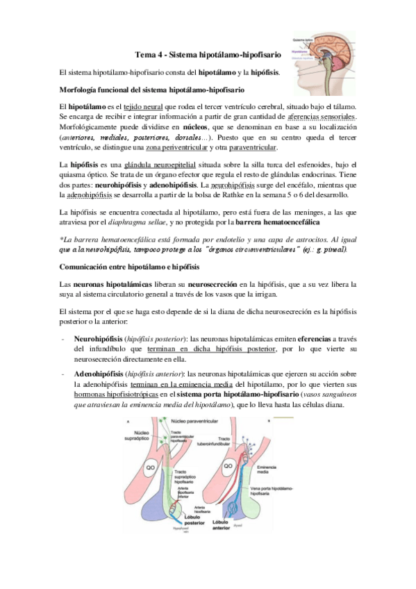 Miniatura del documento Tema 4 - Sistema hipotálamo-hipofisario.pdf