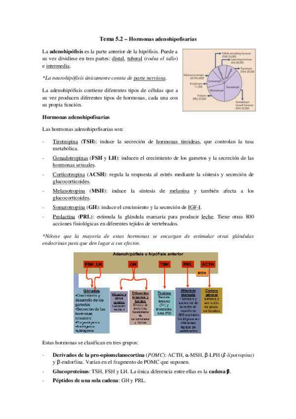 Miniatura del documento Tema 5.2 - Adenohipofisis.pdf