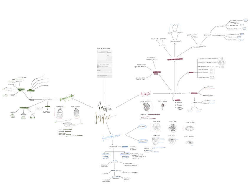 Miniatura del documento Practica-fosiles.pdf